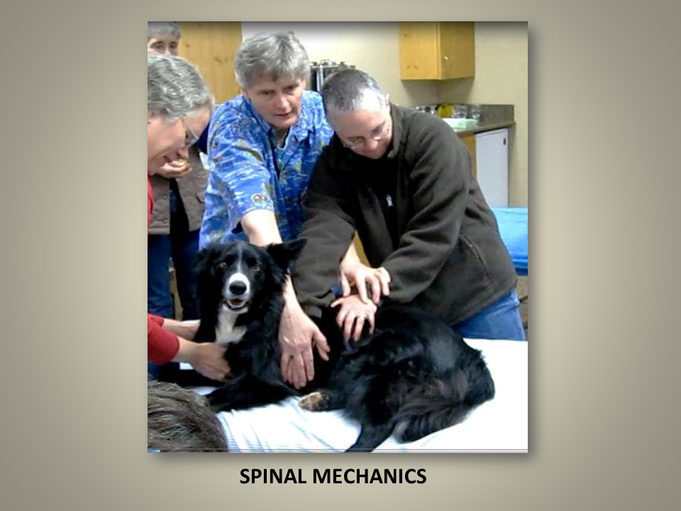 Spinal mechanics