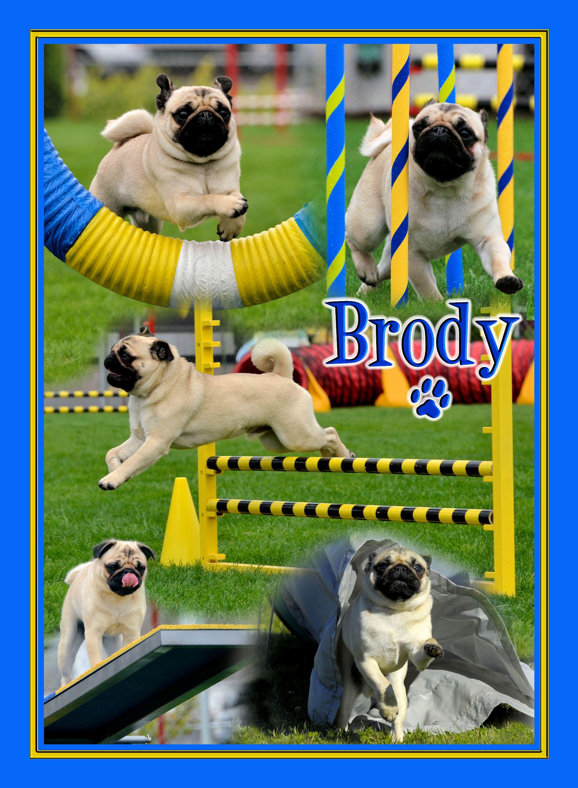 Case Study - Brody