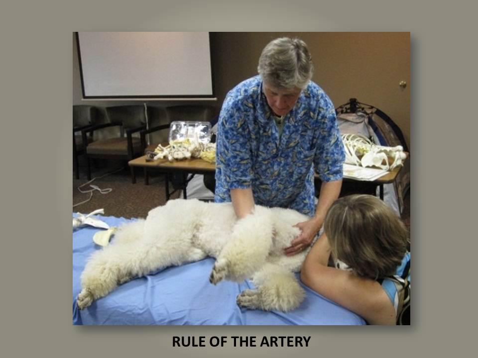 Rule of the Artery