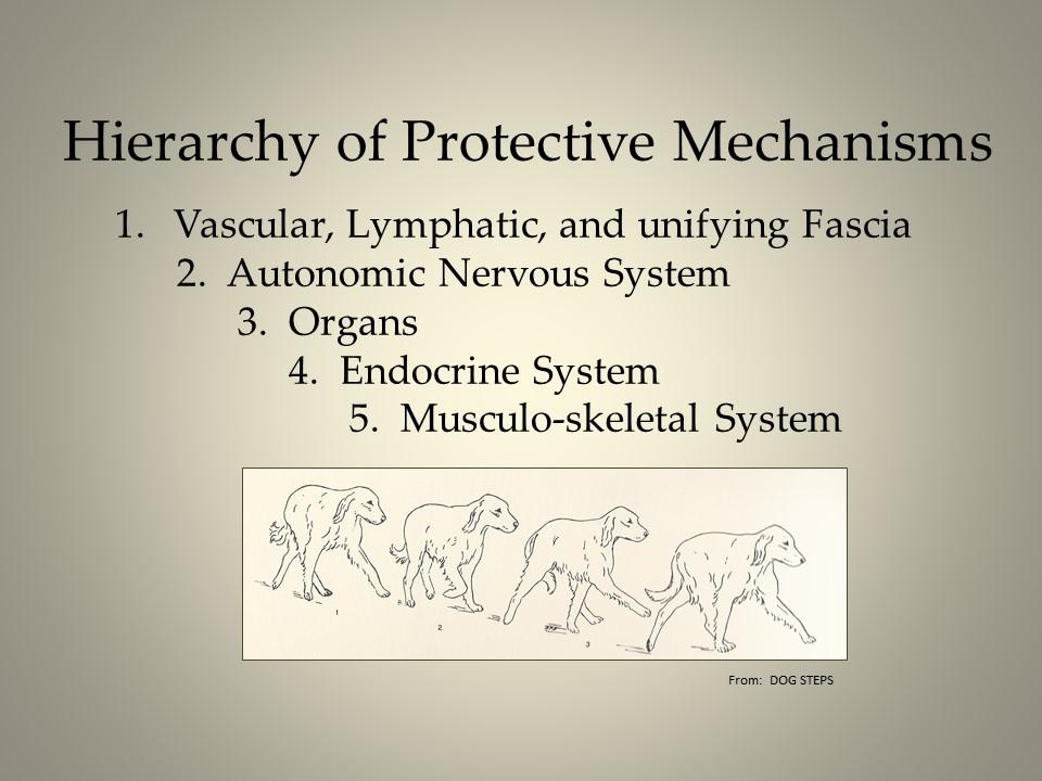 Hierarchy of Protective Mechanisms