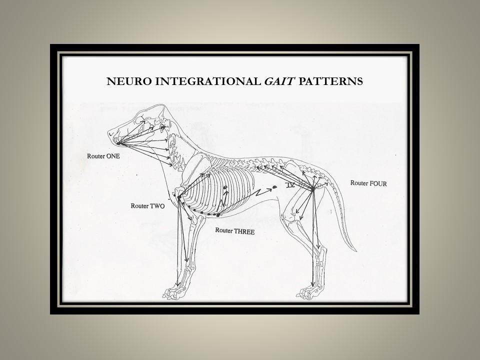 Neuro Integrational Gait Patterns